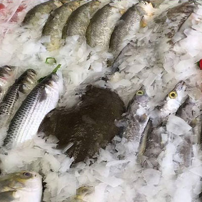 레스토랑 부엌 장비 LZ-03 플레이크 아이스 머신 300Kg 24시간 에너지 절약 1700W